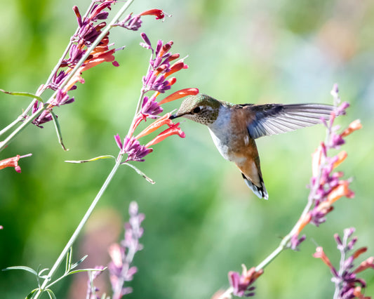 Hummingbird Transformation - 3 Week Journey, Customized
